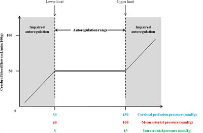 Impacts of Microgravity Analogs to Spaceflight on Cerebral Autoregulation